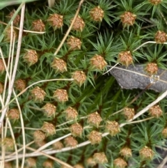 Polytrichum at Black Mountain - 4 Sep 2022 by Ned_Johnston