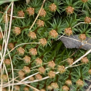 Polytrichum at Acton, ACT - 4 Sep 2022