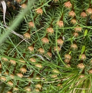 Polytrichum at Acton, ACT - 4 Sep 2022 11:03 AM