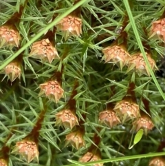 Polytrichum at Acton, ACT - 4 Sep 2022