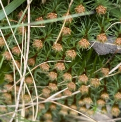 Polytrichum at Acton, ACT - 4 Sep 2022 11:03 AM