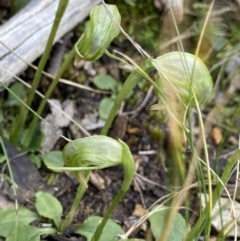 Pterostylis nutans (Nodding Greenhood) at Acton, ACT - 4 Sep 2022 by NedJohnston