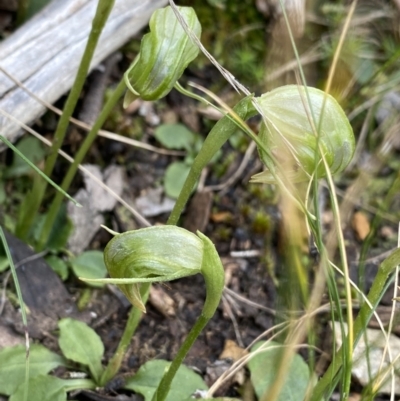 Pterostylis nutans (Nodding Greenhood) at Acton, ACT - 4 Sep 2022 by Ned_Johnston