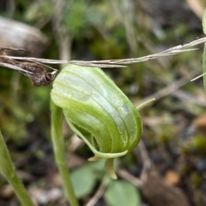 Pterostylis nutans at Acton, ACT - suppressed