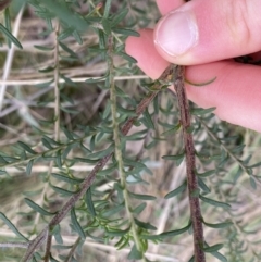 Olearia tenuifolia (Narrow-leaved Daisybush) at Black Mountain - 4 Sep 2022 by Ned_Johnston