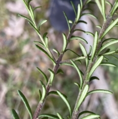 Olearia tenuifolia at Acton, ACT - 4 Sep 2022