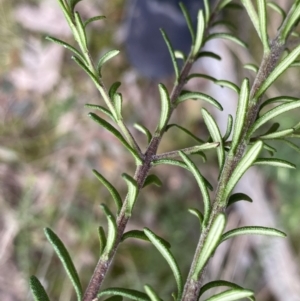 Olearia tenuifolia at Acton, ACT - 4 Sep 2022