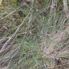 Olearia tenuifolia at Acton, ACT - 4 Sep 2022