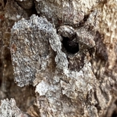 Anarsia molybdota (Wattle Shoot Moth) at Black Mountain - 4 Sep 2022 by Ned_Johnston