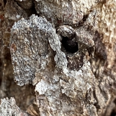 Anarsia molybdota (Wattle Shoot Moth) at Acton, ACT - 4 Sep 2022 by Ned_Johnston