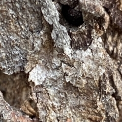 Anarsia molybdota at Acton, ACT - 4 Sep 2022 10:54 AM