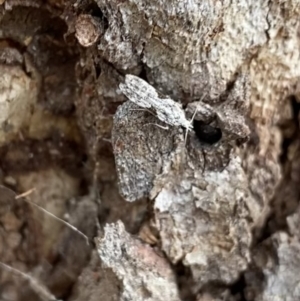 Anarsia molybdota at Acton, ACT - 4 Sep 2022 10:54 AM