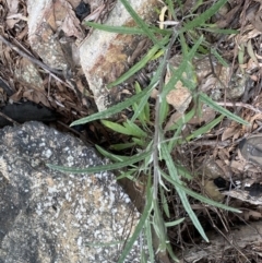 Senecio phelleus (Rock Fireweed) at Acton, ACT - 4 Sep 2022 by NedJohnston