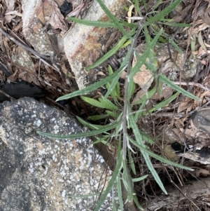 Senecio phelleus at Acton, ACT - 4 Sep 2022