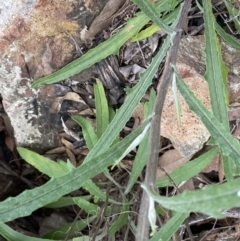 Senecio phelleus at Acton, ACT - 4 Sep 2022