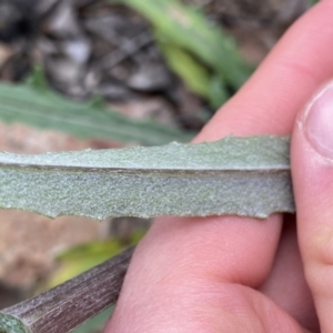 Senecio phelleus at Acton, ACT - 4 Sep 2022