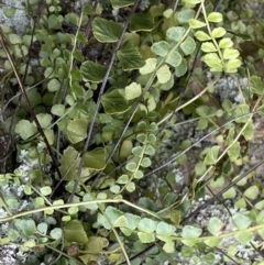 Asplenium flabellifolium (Necklace Fern) at Acton, ACT - 4 Sep 2022 by NedJohnston