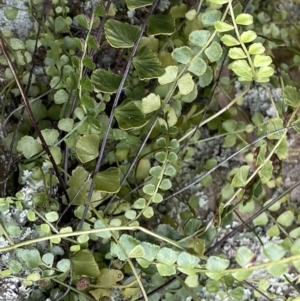 Asplenium flabellifolium at Acton, ACT - 4 Sep 2022 10:49 AM