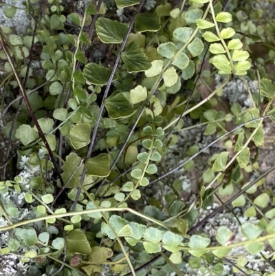 Asplenium flabellifolium (Necklace Fern) at Black Mountain - 4 Sep 2022 by Ned_Johnston