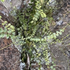 Asplenium flabellifolium at Acton, ACT - 4 Sep 2022