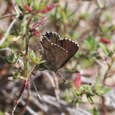 Paralucia spinifera (Bathurst or Purple Copper Butterfly) at Rendezvous Creek, ACT - 1 Sep 2022 by RAllen