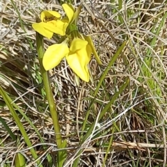 Diuris chryseopsis (Golden Moth) at Mulligans Flat - 3 Sep 2022 by mlech