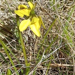 Diuris chryseopsis at Throsby, ACT - 4 Sep 2022