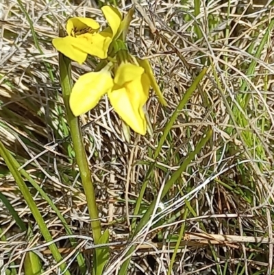 Diuris chryseopsis (Golden Moth) at Throsby, ACT - 3 Sep 2022 by mlech