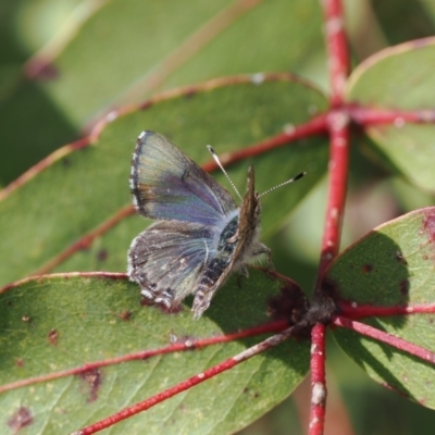 Paralucia spinifera (Bathurst or Purple Copper Butterfly) at Rendezvous Creek, ACT - 1 Sep 2022 by RAllen