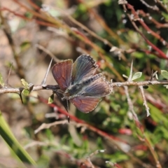 Paralucia crosbyi (Violet Copper Butterfly) at Rendezvous Creek, ACT by RAllen