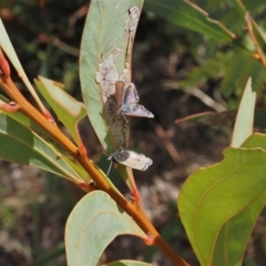 Paralucia spinifera at suppressed - 1 Sep 2022
