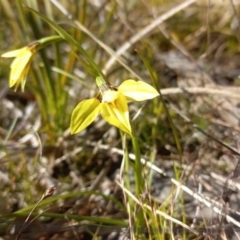 Diuris chryseopsis (Golden Moth) at Throsby, ACT - 4 Sep 2022 by mlech