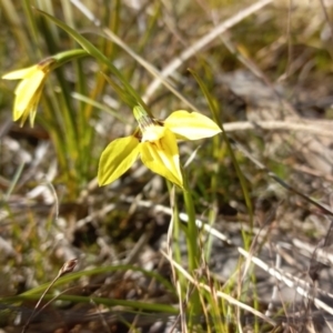 Diuris chryseopsis at Throsby, ACT - suppressed