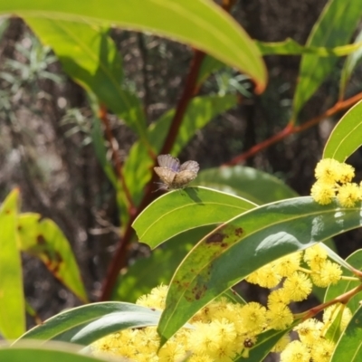 Paralucia crosbyi (Violet Copper Butterfly) at Rendezvous Creek, ACT by RAllen