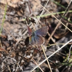 Paralucia crosbyi (Violet Copper Butterfly) at Rendezvous Creek, ACT - 1 Sep 2022 by RAllen