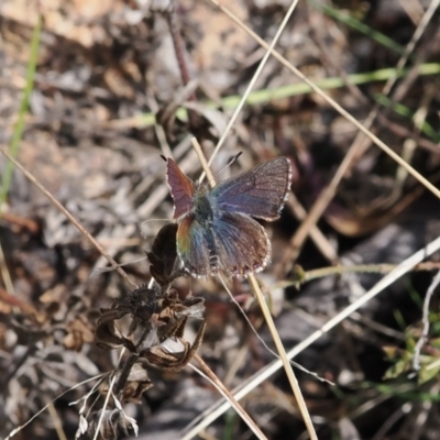 Paralucia crosbyi (Violet Copper Butterfly) at Rendezvous Creek, ACT - 1 Sep 2022 by RAllen