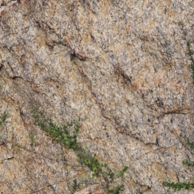 Paralucia spinifera (Bathurst or Purple Copper Butterfly) at Rendezvous Creek, ACT - 1 Sep 2022 by RAllen