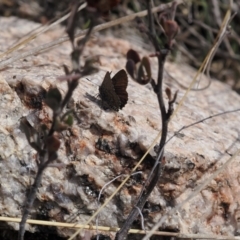 Paralucia spinifera at suppressed - 1 Sep 2022