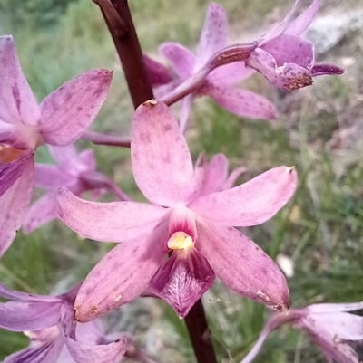 Dipodium roseum (Rosy Hyacinth Orchid) at Tennent, ACT - 17 Feb 2022 by mlech