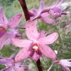 Dipodium roseum (Rosy Hyacinth Orchid) at Namadgi National Park - 16 Feb 2022 by mlech