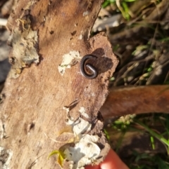 Diplopoda (class) (Unidentified millipede) at QPRC LGA - 4 Sep 2022 by clarehoneydove