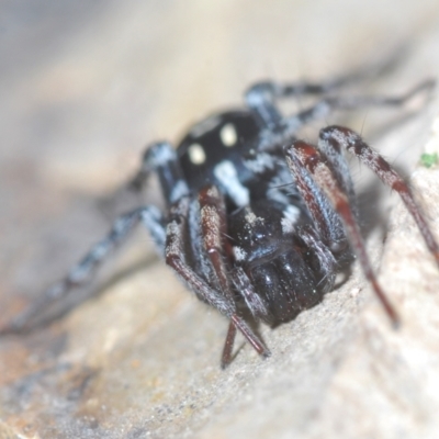 Nyssus coloripes (Spotted Ground Swift Spider) at Mulligans Flat - 4 Sep 2022 by Harrisi