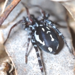 Nyssus coloripes at Forde, ACT - 4 Sep 2022