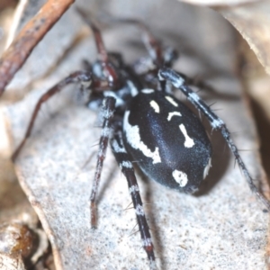 Nyssus coloripes at Forde, ACT - 4 Sep 2022 10:55 AM