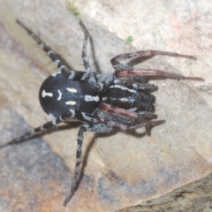 Nyssus coloripes at Forde, ACT - 4 Sep 2022 10:55 AM