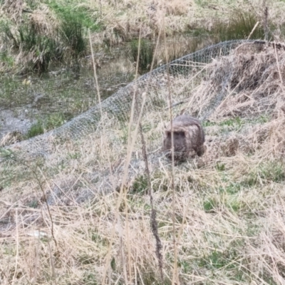 Vombatus ursinus (Common wombat, Bare-nosed Wombat) at QPRC LGA - 4 Sep 2022 by clarehoneydove