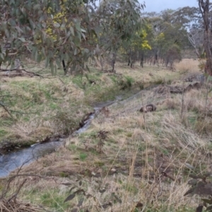 Vombatus ursinus at Bungendore, NSW - 4 Sep 2022