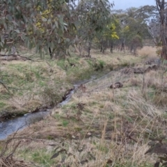 Vombatus ursinus at Bungendore, NSW - 4 Sep 2022