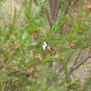 Acanthorhynchus tenuirostris at Isaacs, ACT - 4 Sep 2022