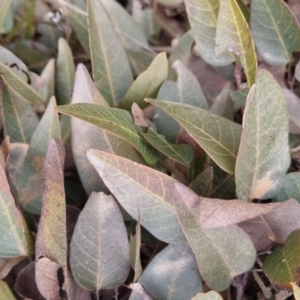 Hardenbergia violacea at Bungendore, NSW - 4 Sep 2022 02:15 PM